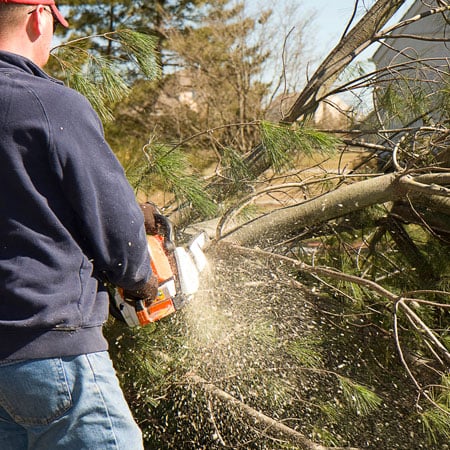 Why Residential Tree Removal Services Are Needed