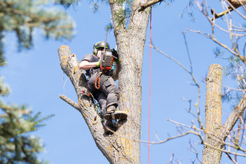 Different Types of Tree Services