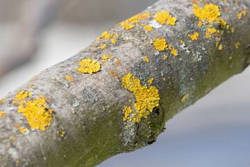 Common Tree Diseases And Pests